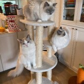 猫をお留守番させる頻度についてのアンケート