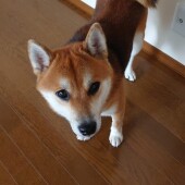 犬の寝る場所に関するアンケートvol.01