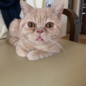 愛猫が食べてはいけないものを食べてしまったことがあるかについてアンケート