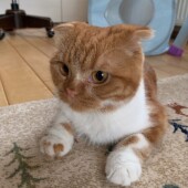 猫を動物病院につれていくことに関するアンケートvol.01