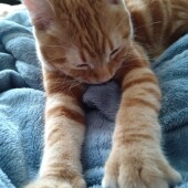 猫に「シャー！」されたらどうしているかについてのアンケート