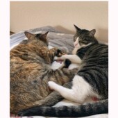 ペットロス体験についてのアンケート