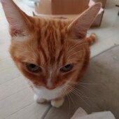 猫のトイレ砂の散らかり対策に関するアンケート