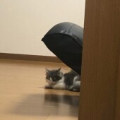 猫の苦手なお手入れ関するにアンケート