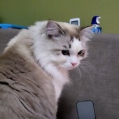 猫のテレビ鑑賞についてのアンケート