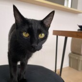 「猫に対してイヤな接し方をした来客」についてのアンケート