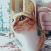 犬と猫、両方を飼ったことがある方にアンケート