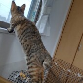 オス猫とメス猫の両方を飼ったことがある方にアンケート