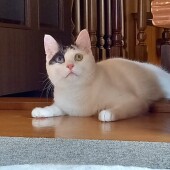 猫に噛まれたり引っかかれたりしたときのことについてのアンケート