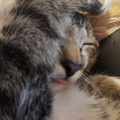 動物病院で飼い主さんが困ったと感じたほかの飼い主さんや病院スタッフについてアンケート