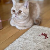 飼えないけれど、猫を保護したことがある方にアンケート