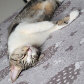 うちの猫は自分のことを人間だと思ってる？と感じるときについてアンケート