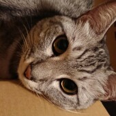 猫好きとして思う猫派の人の特徴、犬派の人の特徴についてアンケート