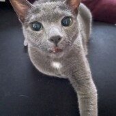 猫が怖がる意外な物についてアンケート