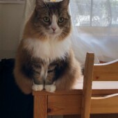 愛猫に言葉で話して聞かせて、それが伝わった経験についてアンケート