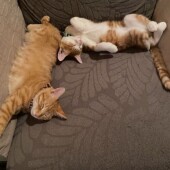 猫に関係する資格取得についてのアンケート