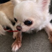 愛犬と飼い主さんの関係に関するアンケートvol.01