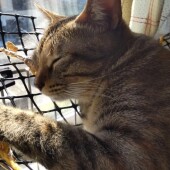 「猫飼いあるある」に関するアンケートvol.19