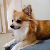 犬の飼い主さんに関するアンケートvol.02