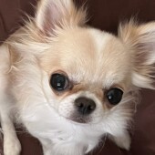 犬の行動に関するアンケートvol.23