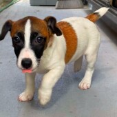 愛犬の体のことに関するアンケートvol.01