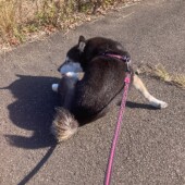 犬の行動に関するアンケートvol.24