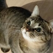 愛猫が肩に乗ってくることはあるかについてアンケート