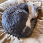 猫が好きなニオイについてアンケート