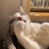 猫の粗相についてのアンケート