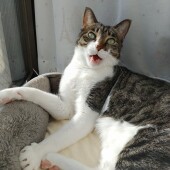 猫が特定の家族にだけ甘えることはあるかについてアンケート