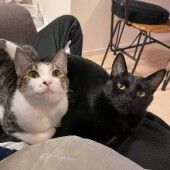 寒い季節の猫との寝方についてのアンケート