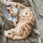 猫の嫌いな音に関するアンケートvol.01