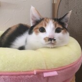 甘え下手な猫の行動に関するアンケートvol.14