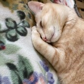 物をわざと落とす猫の行動に関するアンケートvol.15