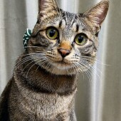 猫が寄り添ってくれた経験についてのアンケート