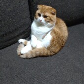 猫と暮らしていて起こった不思議な体験についてアンケート