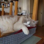 外出時に愛猫が邪魔することについてアンケート