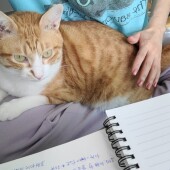 愛猫に「逆ギレ」についてアンケート