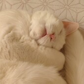 猫と飼い主さんは似るのかについてアンケート