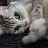 猫の「芸」についてアンケート