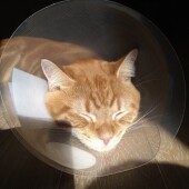 猫の寝姿についてアンケート