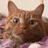 初めて猫を迎え入れたときについてのアンケート