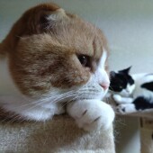 人を怖がる猫についてのアンケート