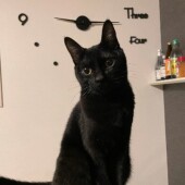 猫用フードやおやつ以外の食べ物のついてのアンケート