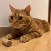 猫が抱きつくことについてのアンケート