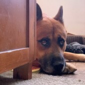 大型犬の飼い主さん対象のアンケートvol.01