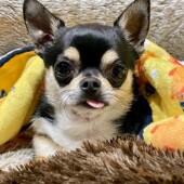 犬の行動に関するアンケートvol.25