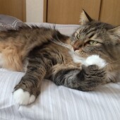 猫のお手入れに関するアンケートvol.01