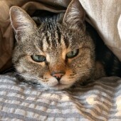 猫の病気に関するアンケートvol.01