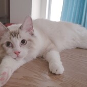 猫のお手入れに関するアンケートvol.01